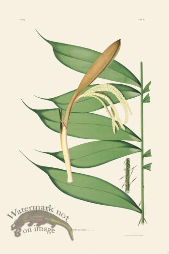 Rodrigues Palm Front 040